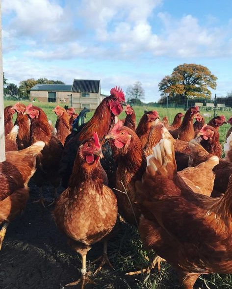 Hi-Oak Brown Chickens