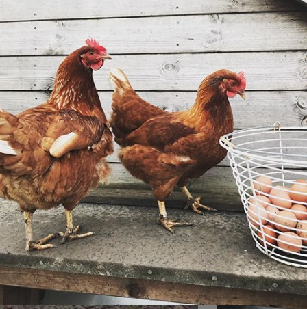 Hi-Oak Brown Chickens