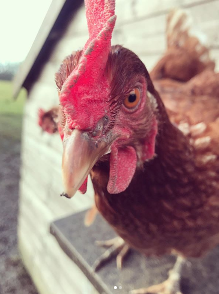 Hi-Oak Brown Chickens