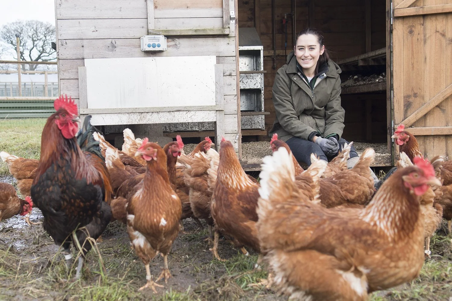 Meet the Hens: Where Our Eggs Come From