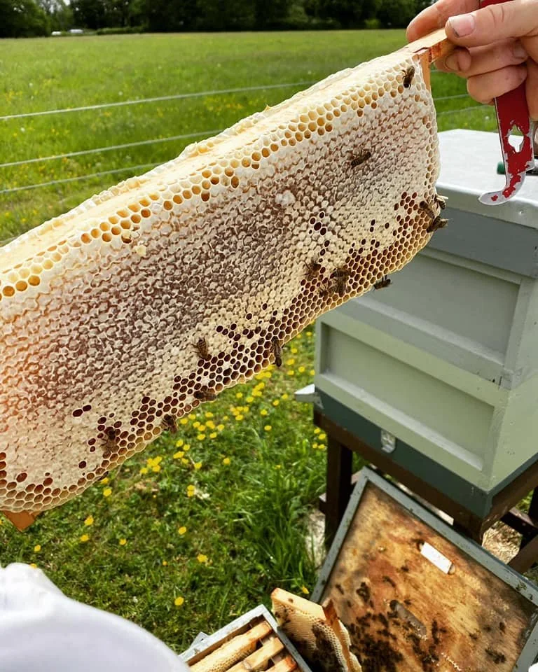 Honeycomb