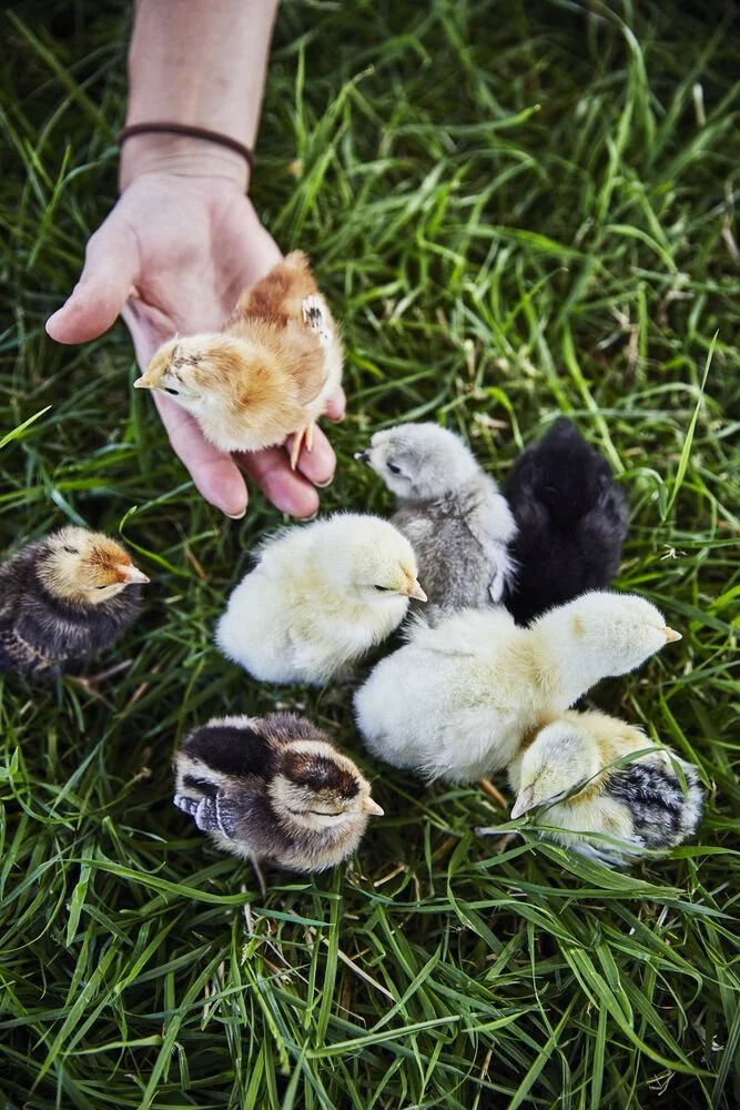 Chicks