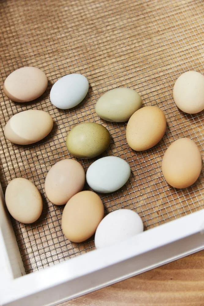 Local Eggs