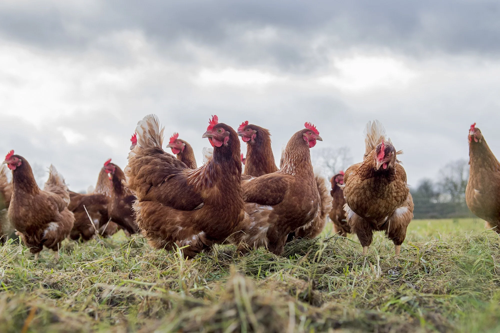 Hens