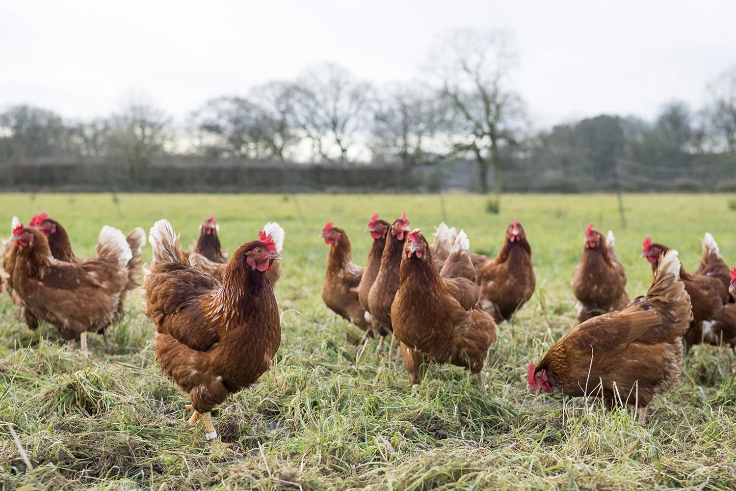 Fresh Eggs Near Me: Why Local Makes a Difference