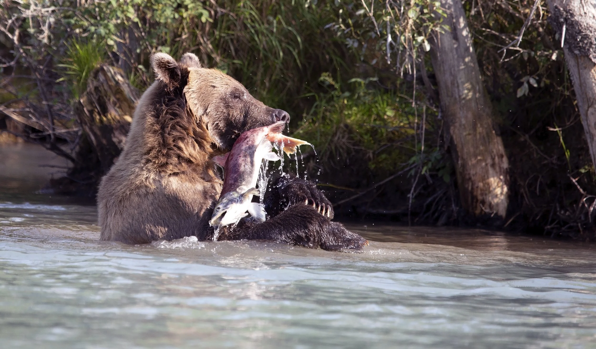 Bears salmon catch 2.jpg