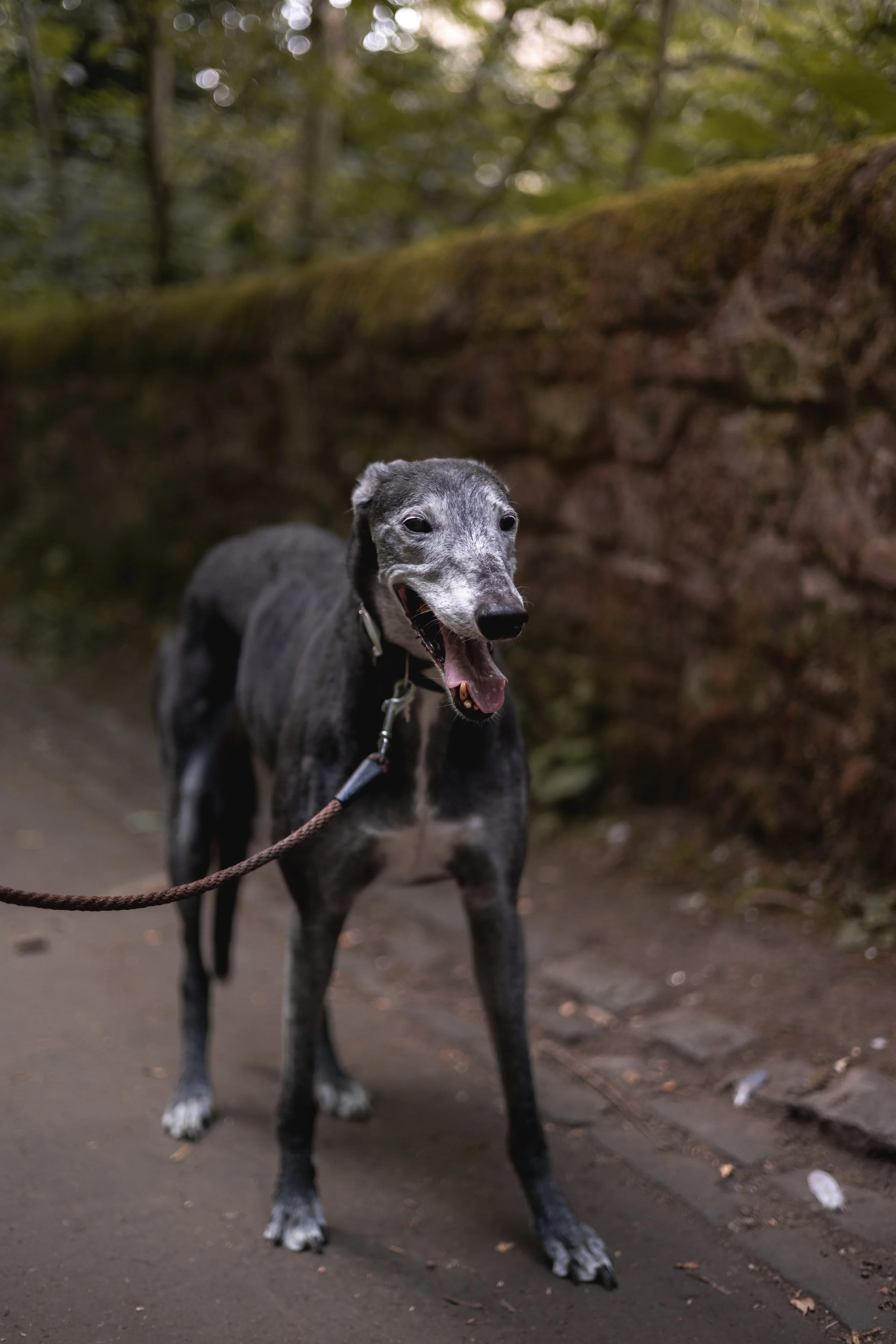 Biscuit-2.jpg