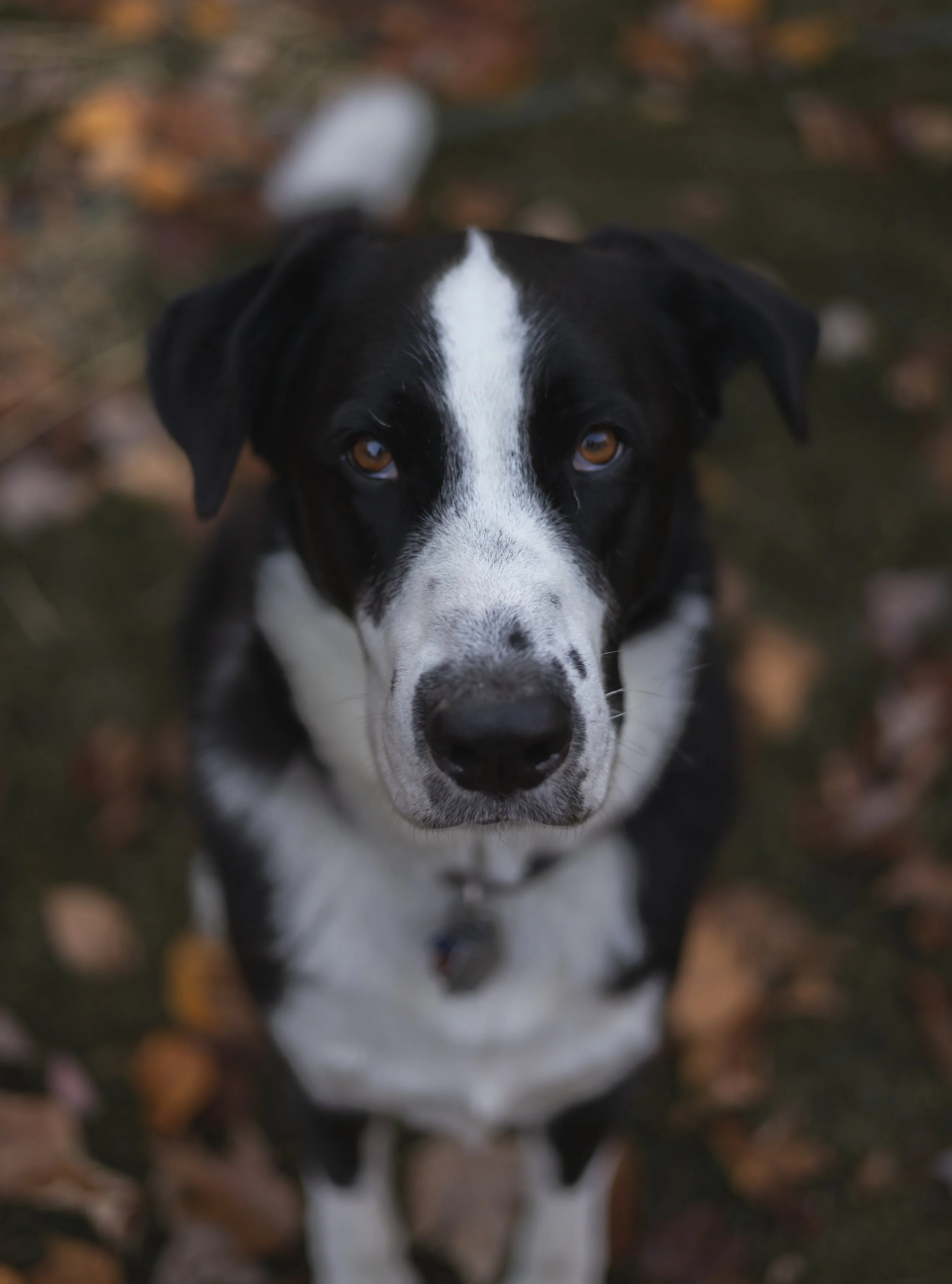 Bauer and Vinny-3.jpg