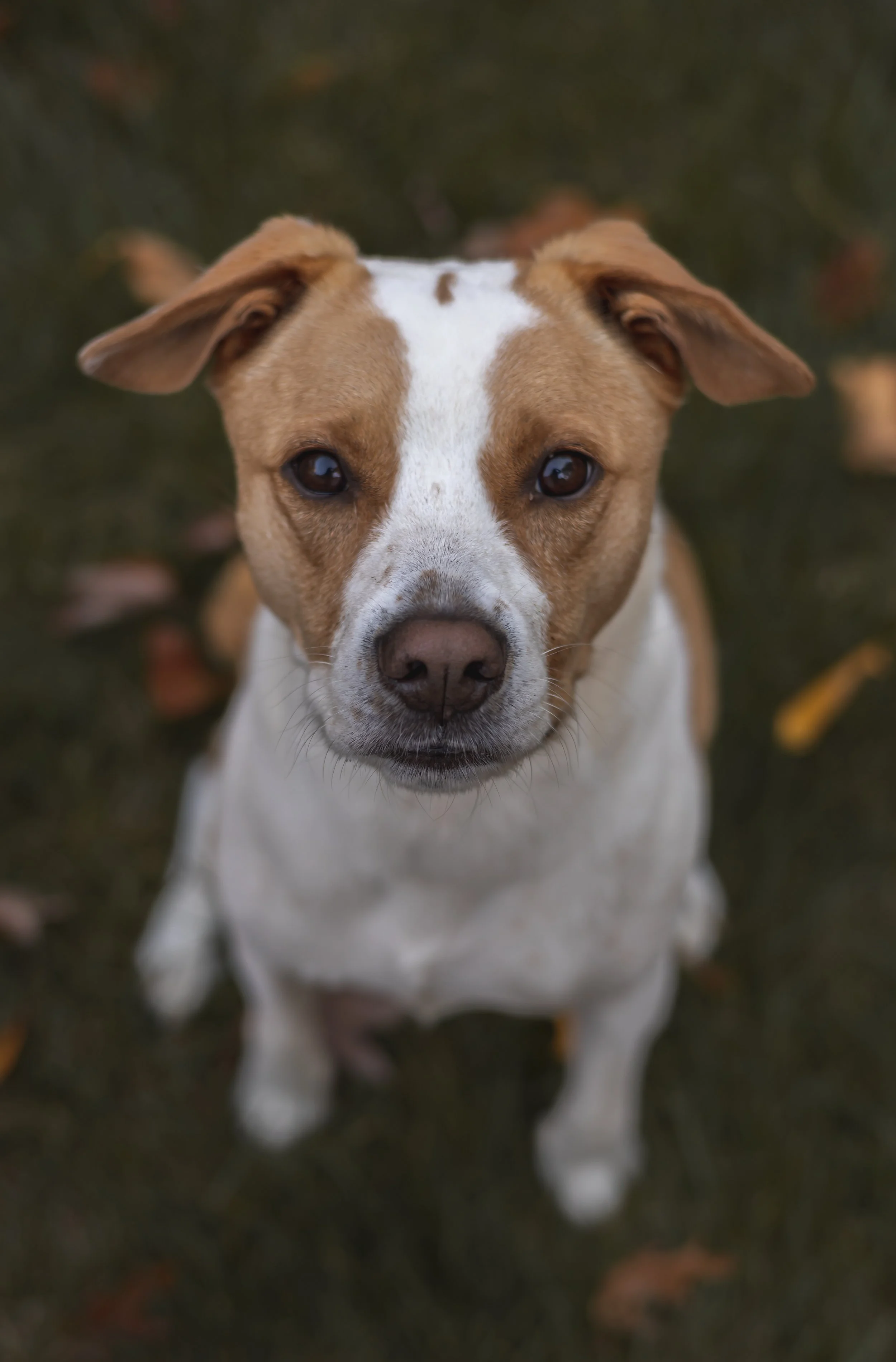Bauer and Vinny-5.jpg