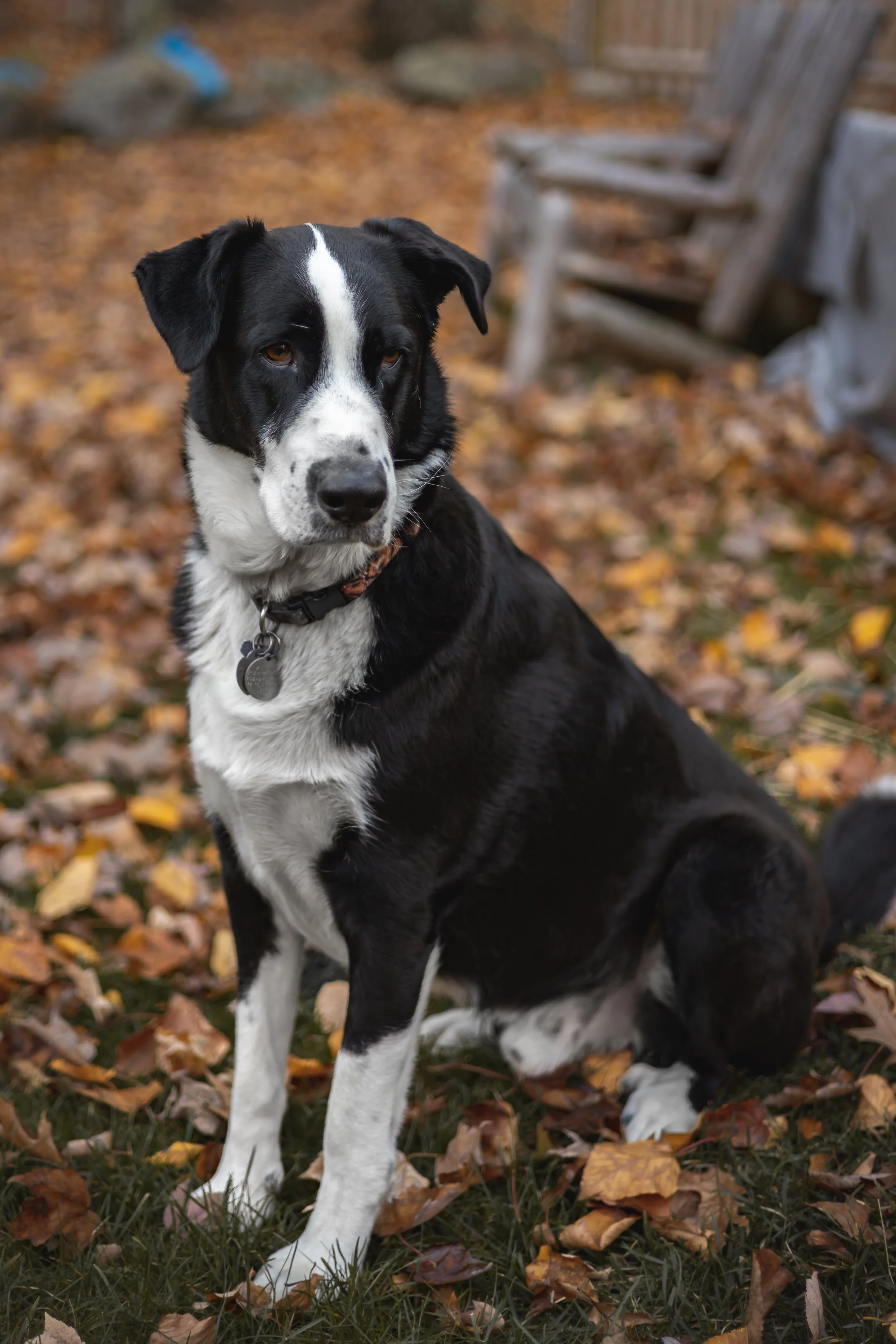 Bauer and Vinny-2.jpg