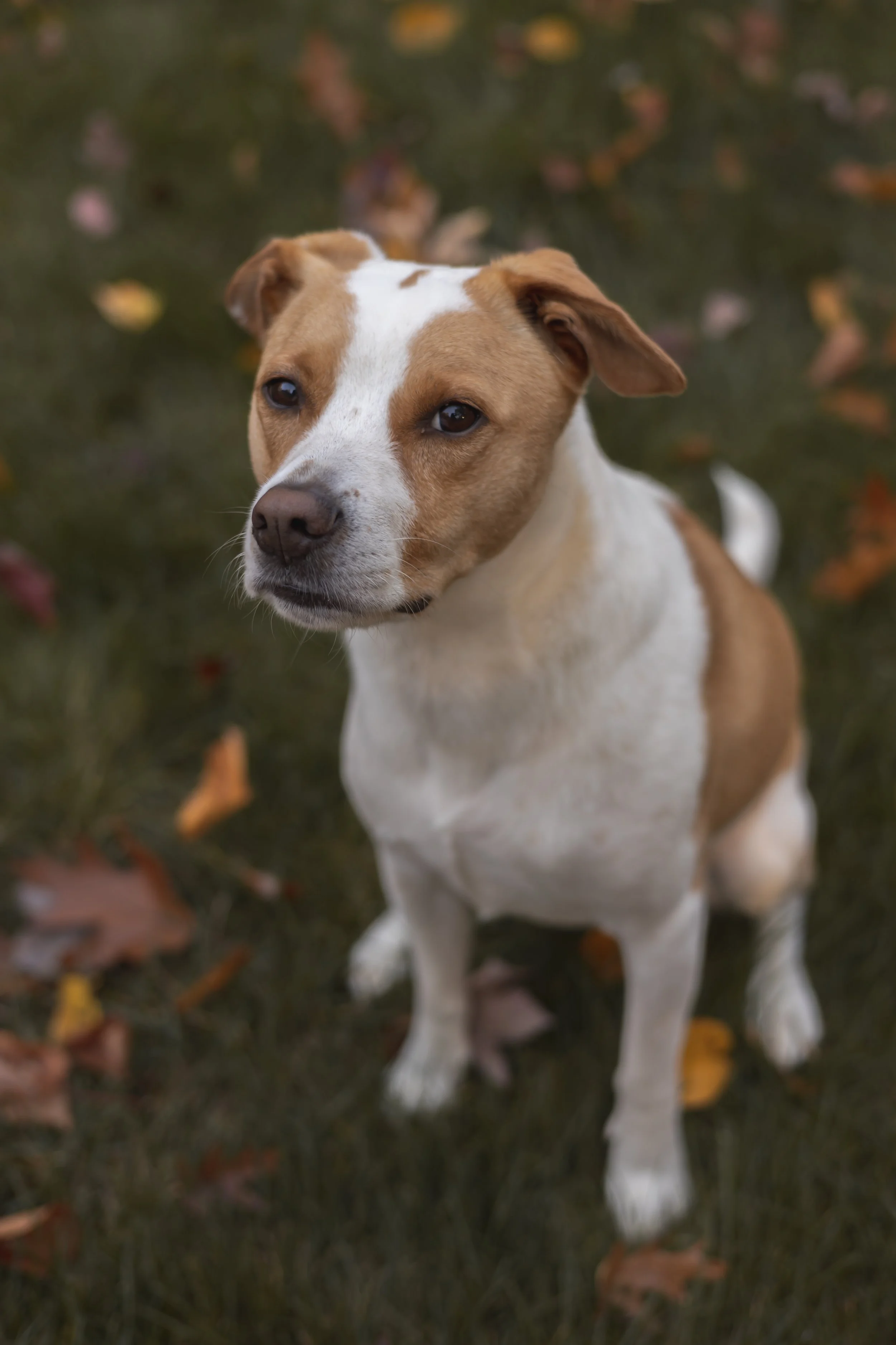 Bauer and Vinny-6.jpg