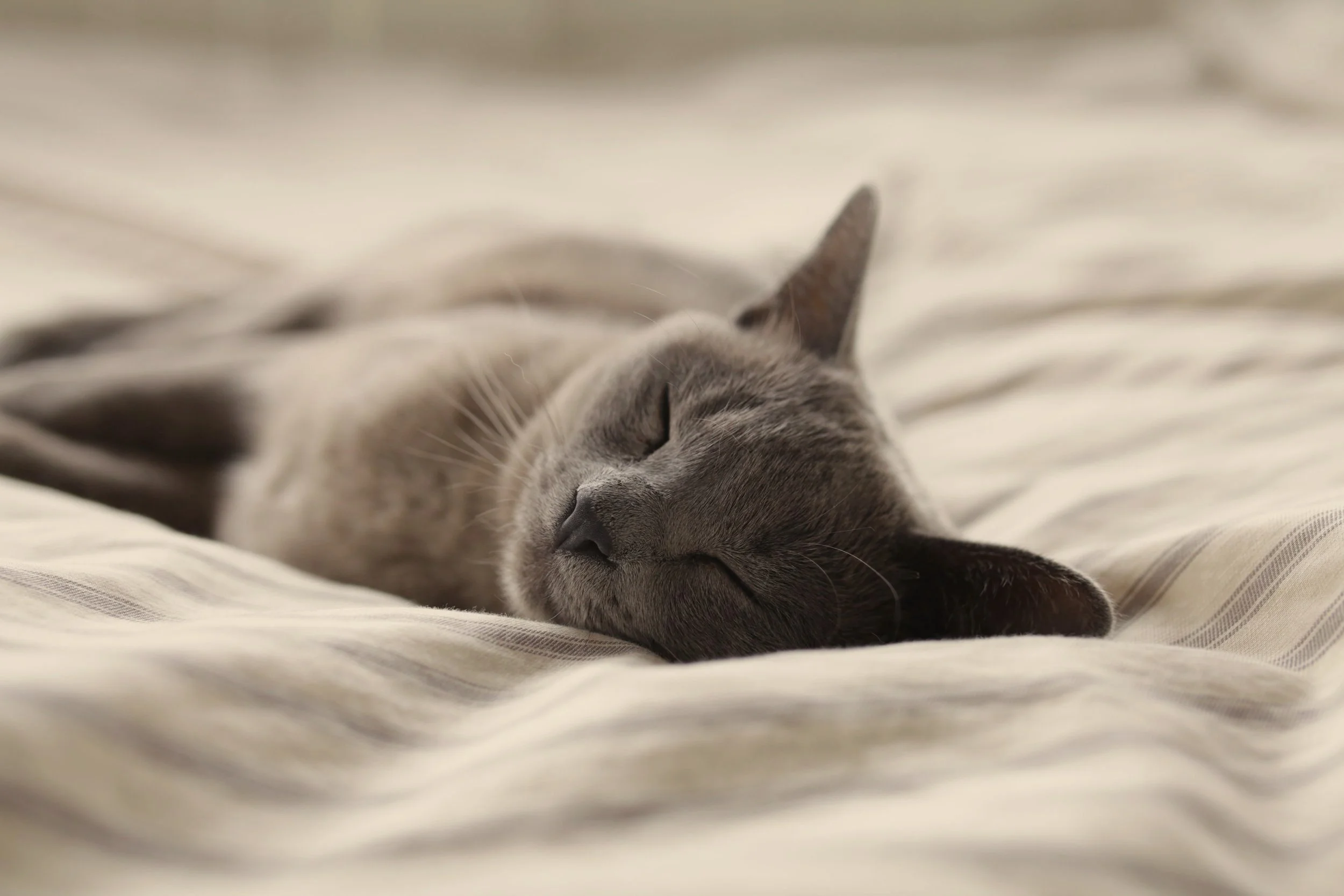 Embracing Guilt-Free Rest