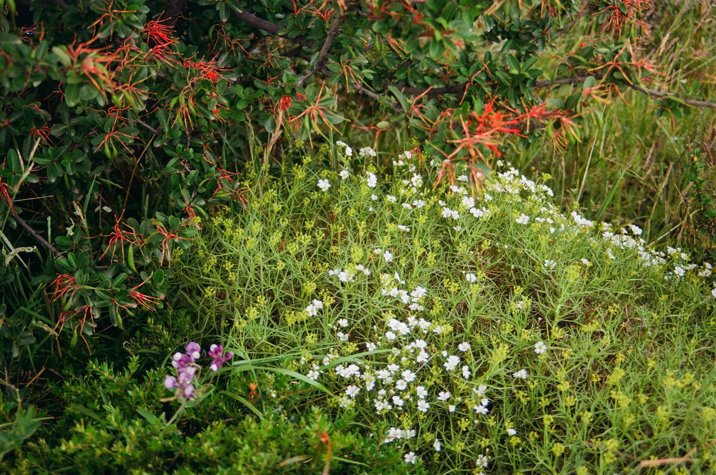 Analog Chile Torres-19.jpg
