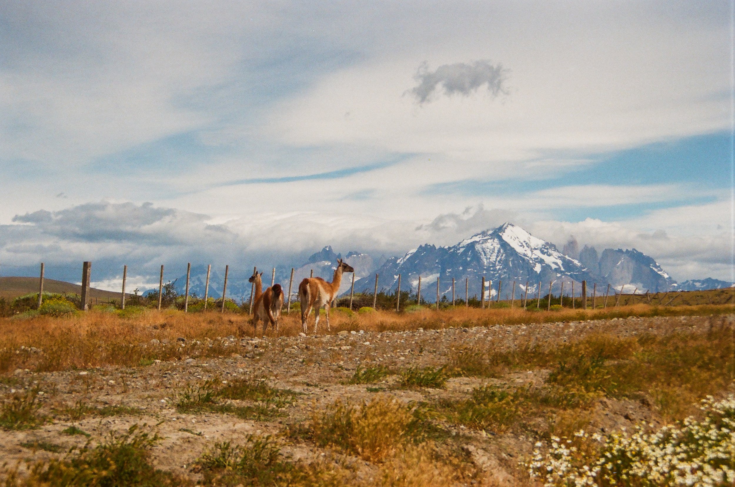 Analog Chile Torres-83.jpg