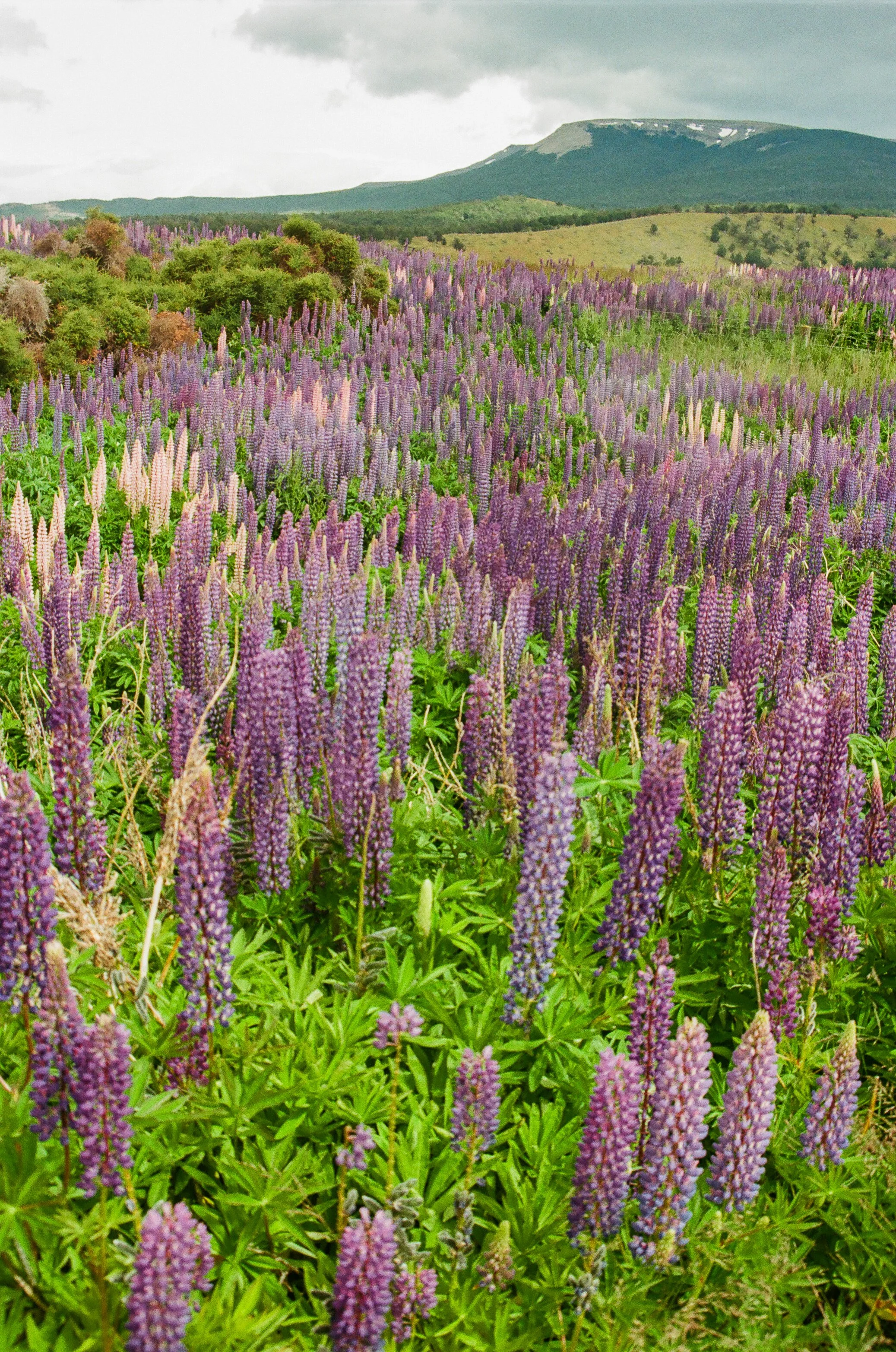 Analog Chile Torres-80.jpg