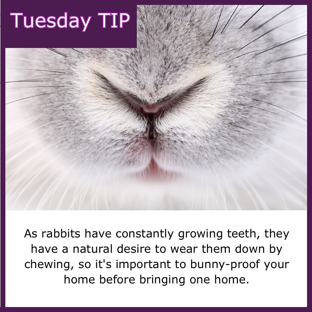 As rabbits have constantly growing teeth, they have a natural desire to wear them down by chewing, so it's important to bunny-proof your home before bringing one home. #animalwelfare #rabbitlife #rabbittips #rabbittipsandfacts