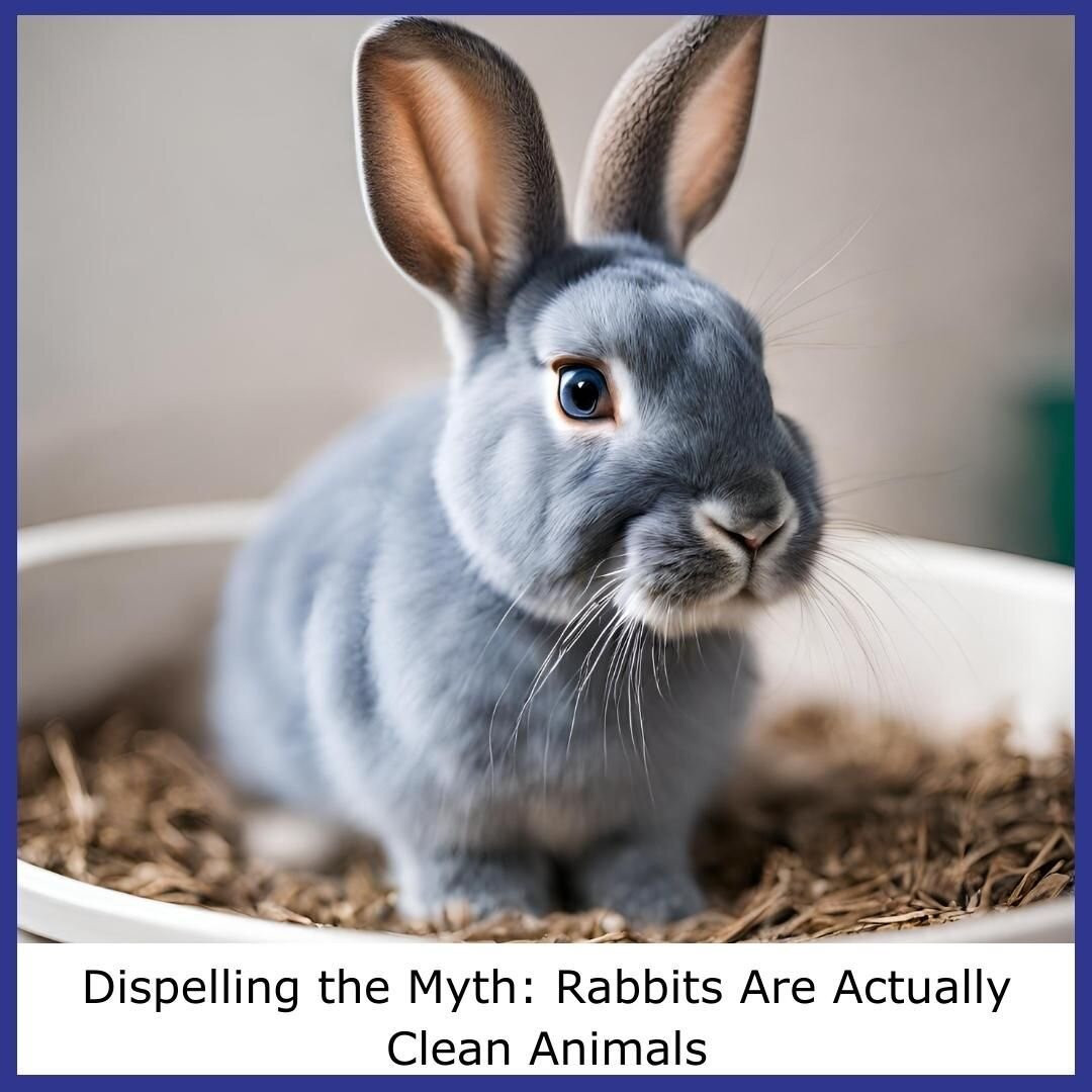 It&rsquo;s a common misconception that rabbits are messy, but the truth is, they are easier to potty train than cats or dogs. Simply buy a small litter box, fill it with recycled newspaper or other non-dusty litter, show your rabbit where it is, and 