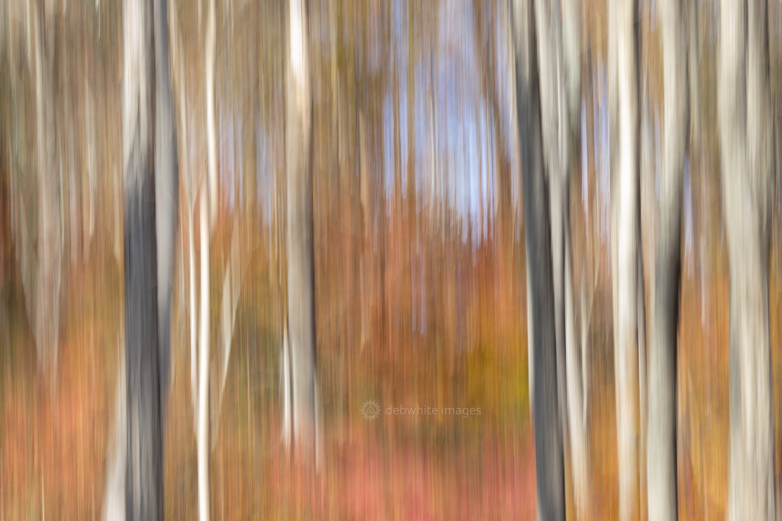autumn sticks bfd fall 2023.jpg