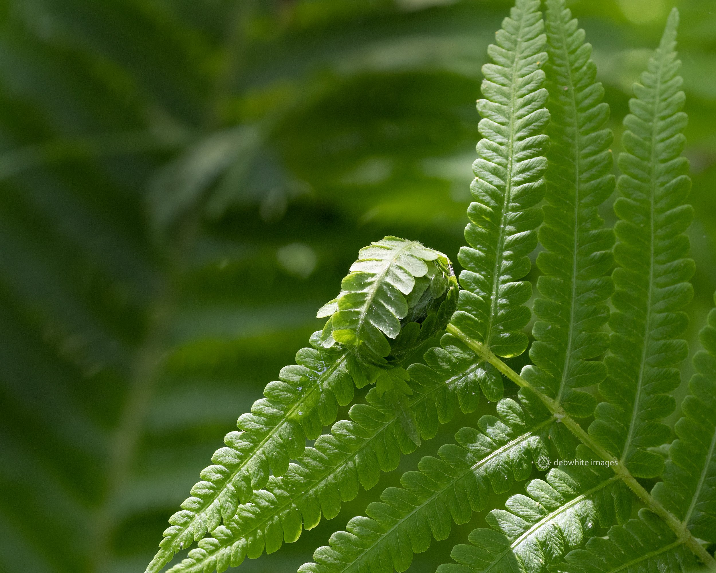 ostrich fern and fiddlehead 5-2023.jpg
