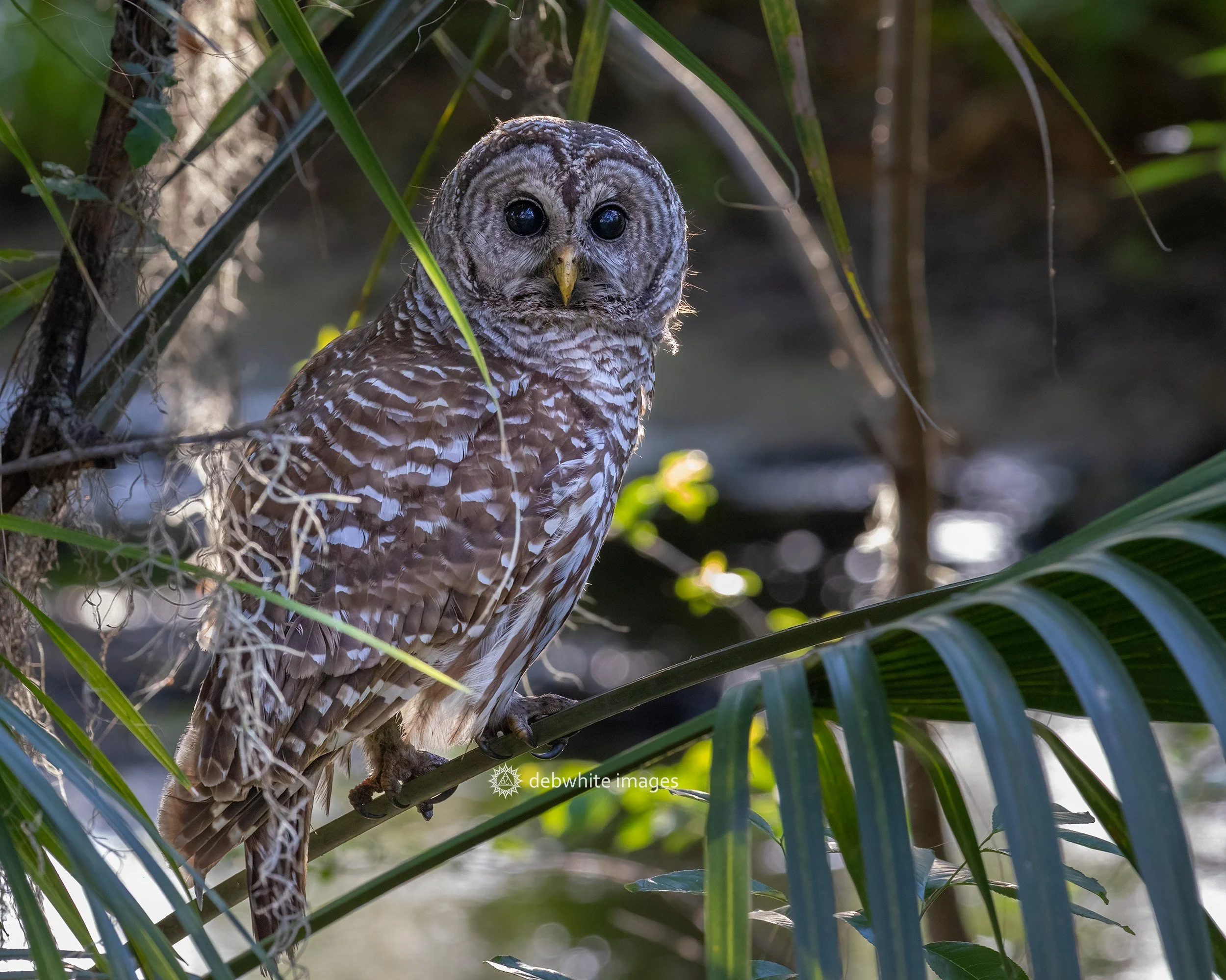 barred owl fl 32023.jpg