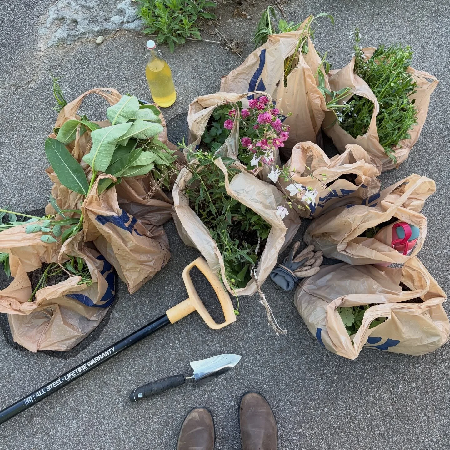 ✨ Spring ✨

Gardening, hiking, botany, wildflowers, tree-planting, flower art, &amp; Tennessee native wildflower coffee 

I&rsquo;ve been enjoying soaking up the sun, hiking with the flower power crew, practicing using dichotomous keys, playing in th
