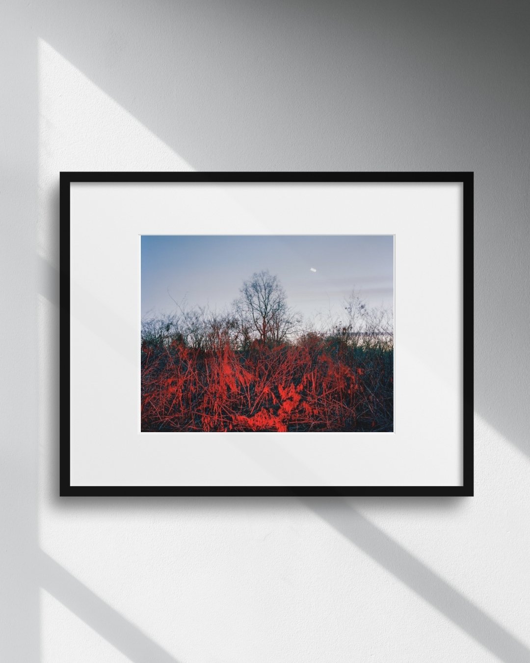 fine art photographic print from color film photograph. Buy from an emerging artist,
