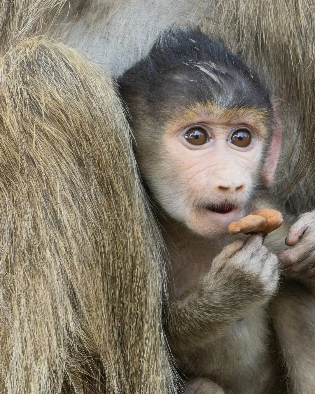 Spending time with this baboon family was pure joy. From playful tumbles to quiet moments of bonding, it was such a gift to witness the tender connection between mama and her baby. Each frame tells its own story, but the last one melted my heart&mdas
