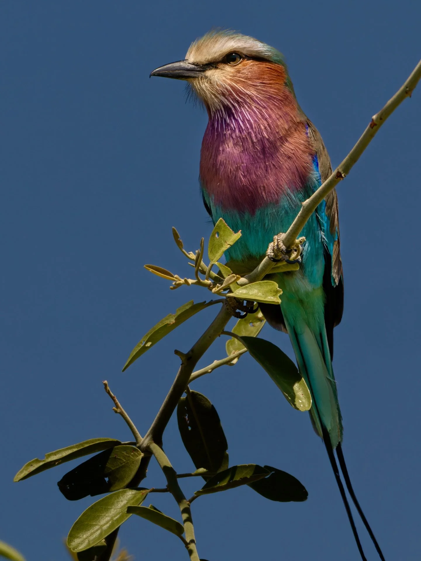 ✨A splash of Zambia&rsquo;s feathered jewels ✨

From the dazzling Lilac-breasted Roller with its rainbow wings, to the delicate charm of the White-fronted Bee-eater, and the quiet elegance of the Brown-hooded Kingfisher&mdash;each one is a reminder o