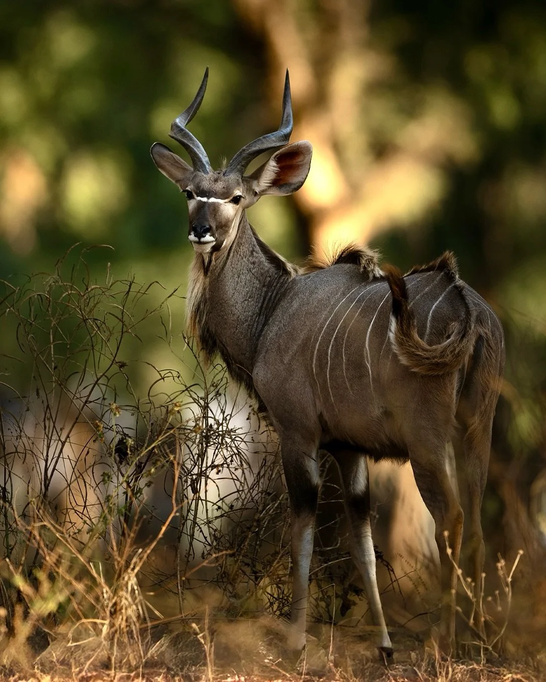 &quot;WHAT MAKES US HUMAN IS NOT OUR MIND BUT OUR HEART, NOT OUR ABILITY TO THINK BUT OUR ABILITY TO LOVE.&quot;
#henrijmnouwen 

Swipe 👉to see some of the beautiful faces of Lower Zambezi. 💕
From the wide-eyed wonder of the #kudu, to the playful e