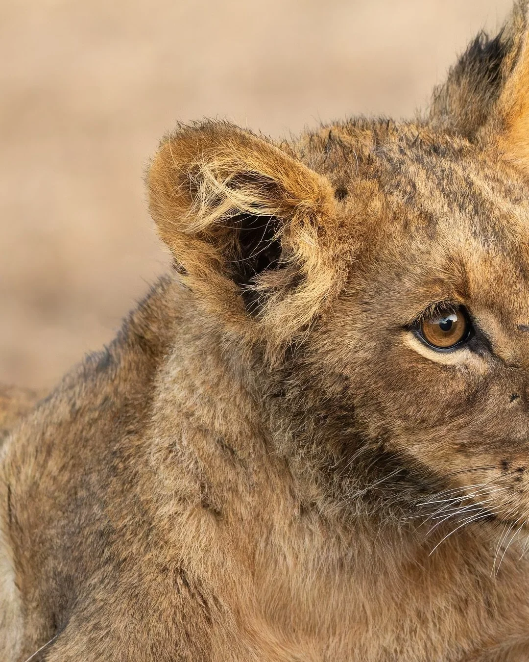SWIPE 👉
A young lion savoring the final bits from the ribs — a small victory in the aftermath of the pride’s feast.
It’s fascinating to watch how each lion takes its turn, some boldly pushing in, others waiting for the right moment