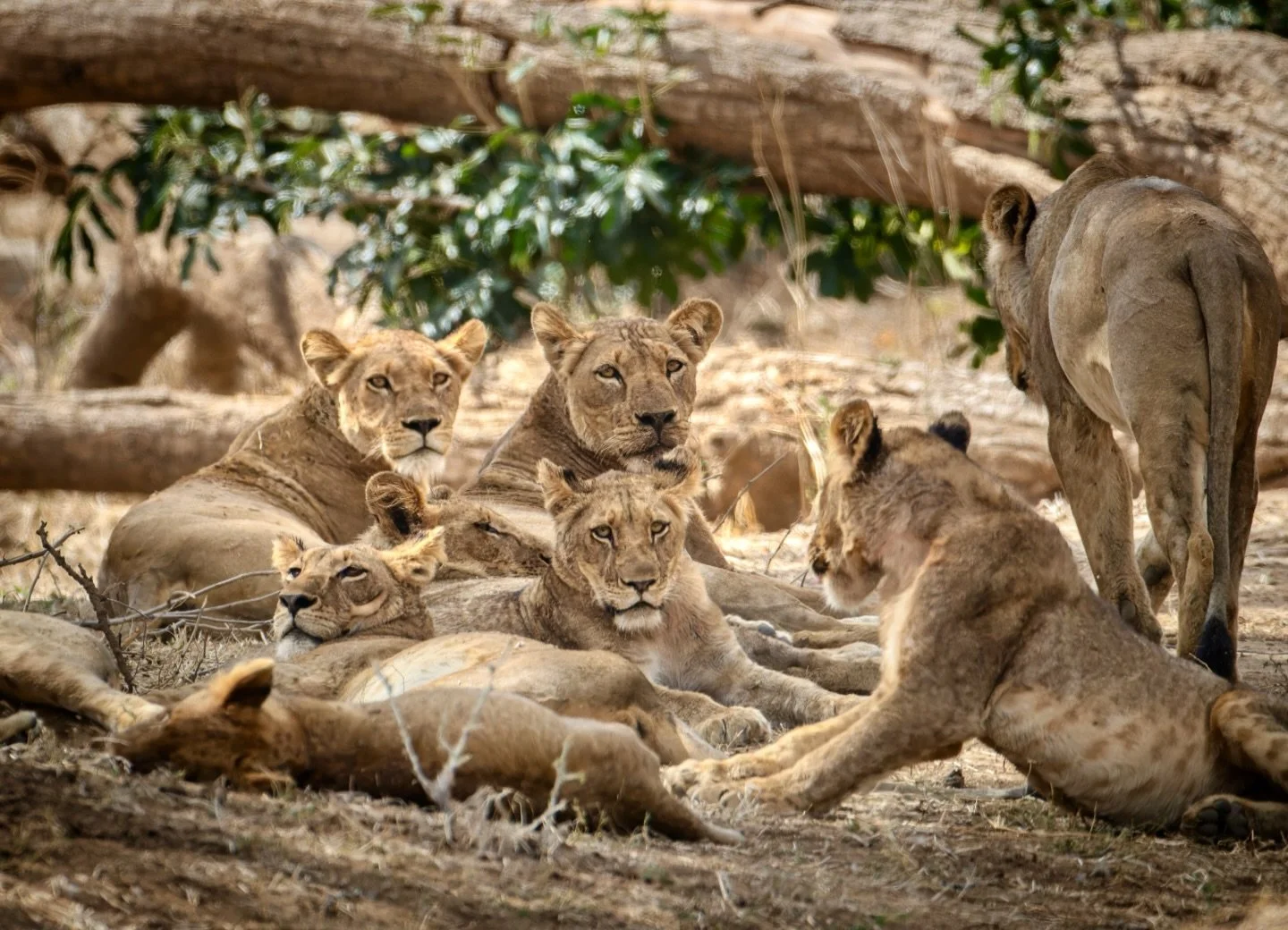 We spent hours watching this lion pride from across the river, hoping they’d make a dramatic crossing. They never did—but sometimes patience rewards you in other ways. I love this peaceful moment, with a few of them glancing our way. 🦁💛