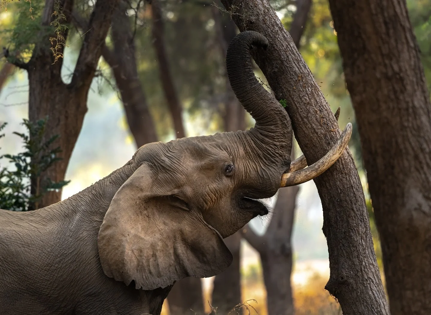 👉SWIPE 👉
The Lower Zambezi’s winter thorn forest is one of the most striking places I’ve ever seen elephants. 🐘The soft light filters through the canopy as these gentle giants move quietly among the trees—content, curious, and fr