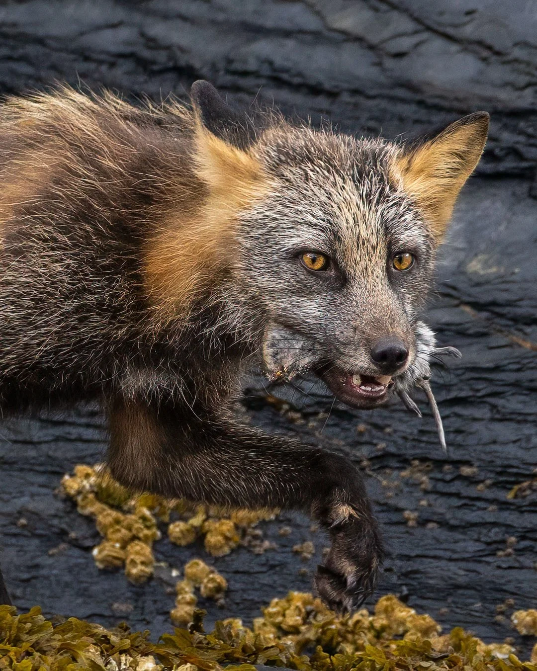 Meet the cross fox — a stunning and uncommon morph of the red fox, named for the dark cross pattern on its back.
They’re rarely seen, even in places where red foxes are common. This one had just caught a vole — a quick meal in the w