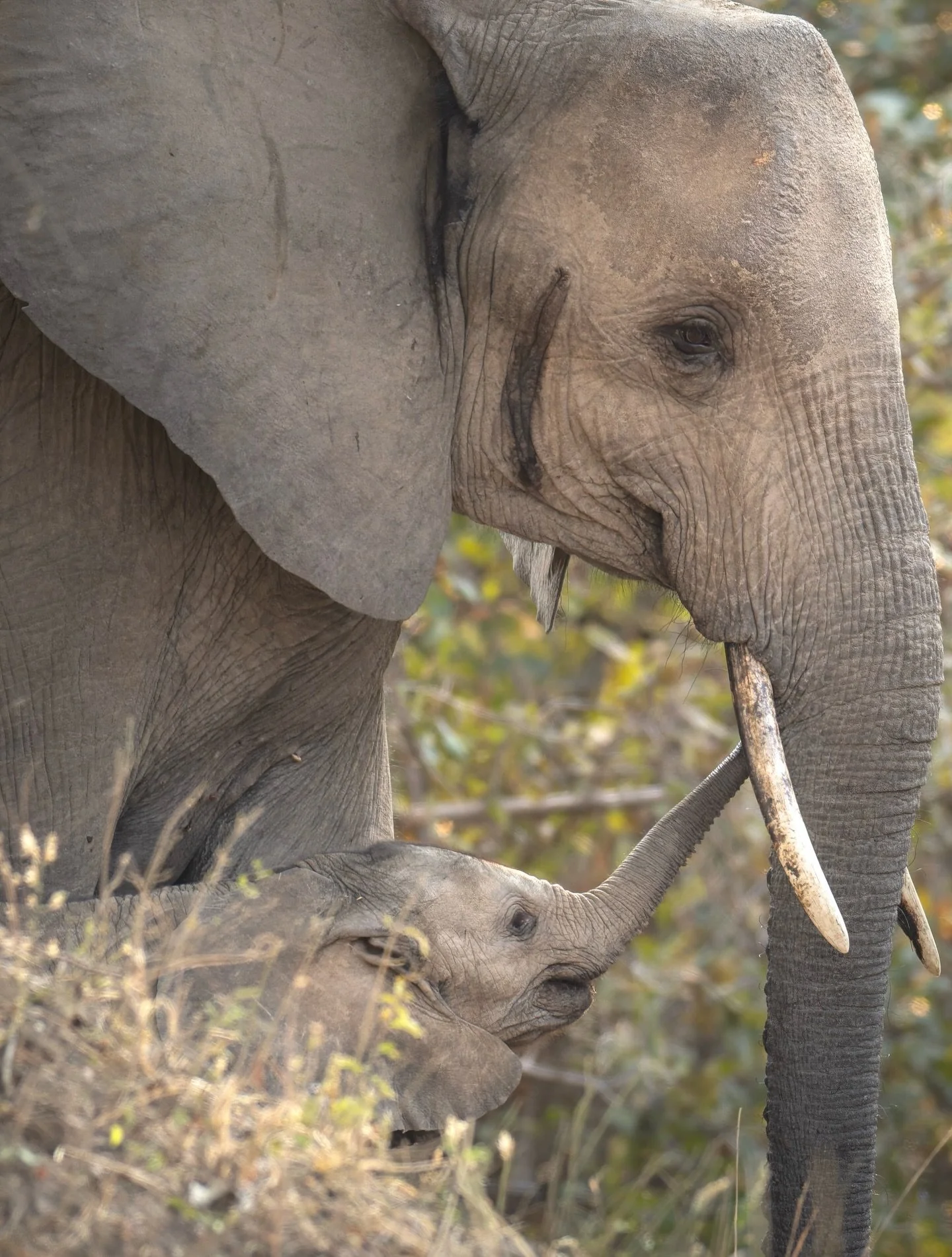 There&rsquo;s nothing quite like spending time with elephant families. The bonds, the tenderness, the quiet communication between them&mdash;it&rsquo;s mesmerizing. I&rsquo;m always drawn to the calves, full of curiosity and charm, yet so often hidde