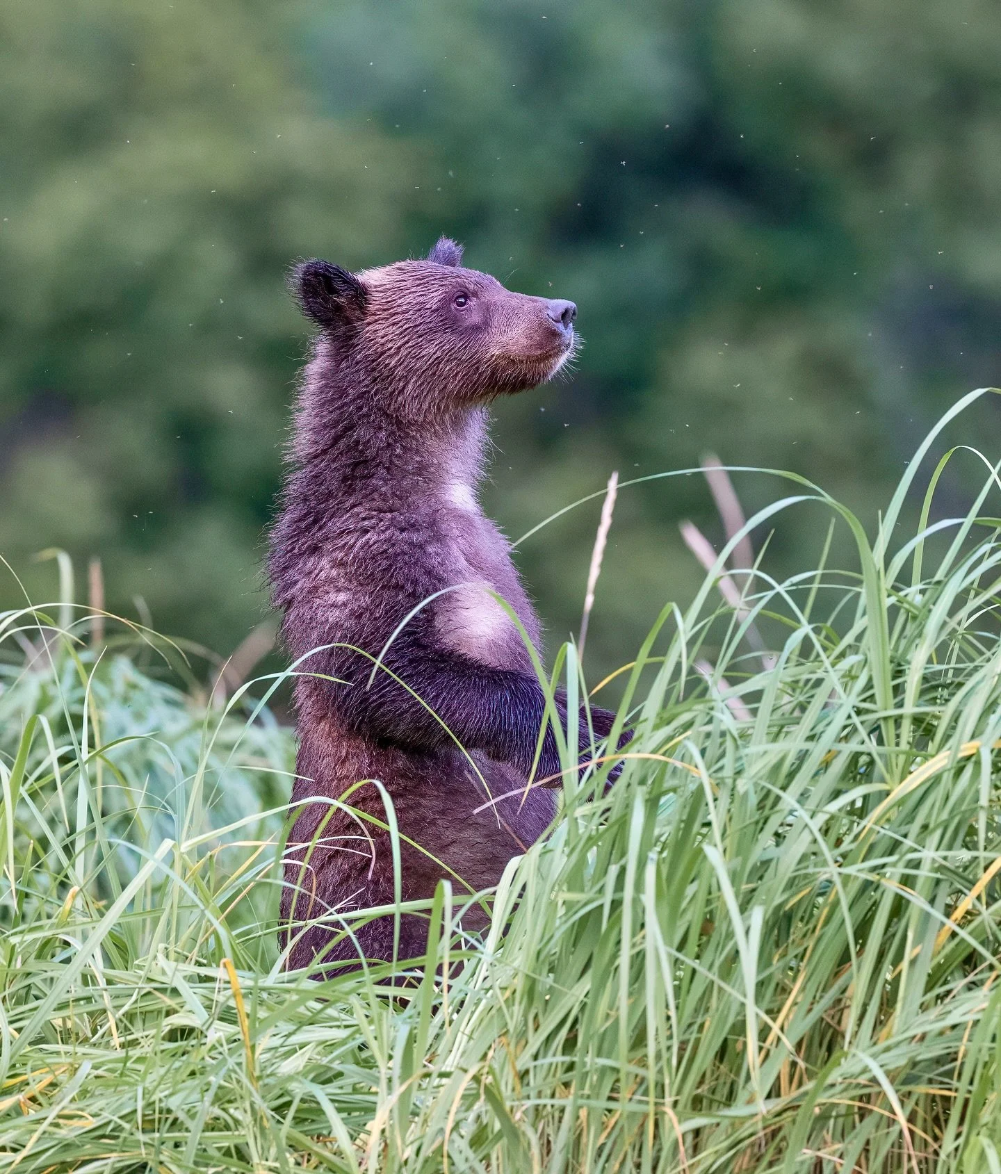 Bears from Katmai and Kodiak never fail to steal my heart. 💛 Each one has such a distinct personality&mdash;curious, expressive, quirky, powerful&mdash;and photographing them feels like stepping into their world for a moment. These images are a smal