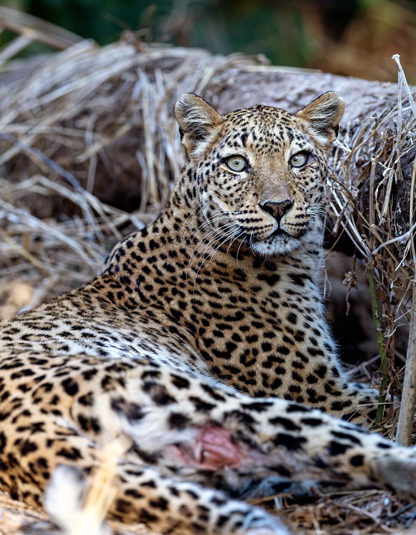 SWIPE 👉
We found this beautiful female leopard at first light in the Lower Zambezi forest. Rays of sunrise brushed across her face while the world around her remained dark and quiet. If you look closely, you&rsquo;ll notice an injury on her lower le