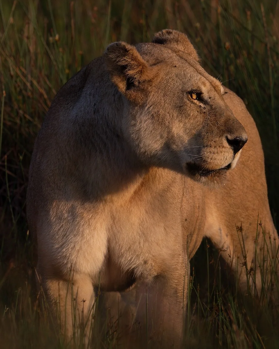 Early morning light and the quiet strength of a lioness&hellip; two of my favorite things in the world. ✨
There&rsquo;s something extraordinary about these females &mdash; fierce hunters, devoted mothers, and the true providers of their pride. I&rsqu