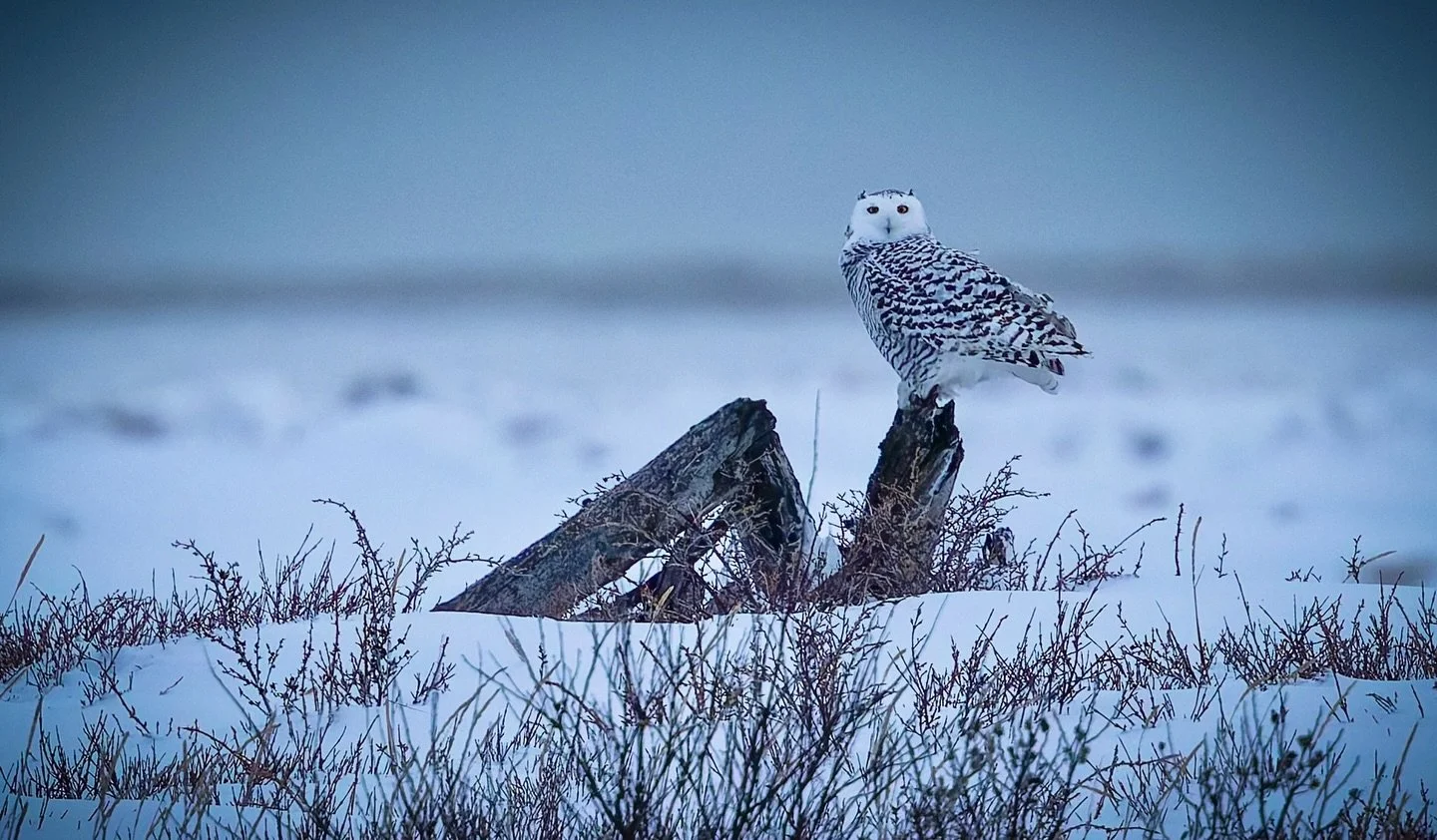 In a land so barren and raw, it&rsquo;s amazing how life still finds a way. ❄️🦉
This snowy owl sits perfectly at home in an Arctic landscape that feels almost untouched&mdash;quiet, resilient, and thriving in the coldest corners of the wild.

 Nanuk