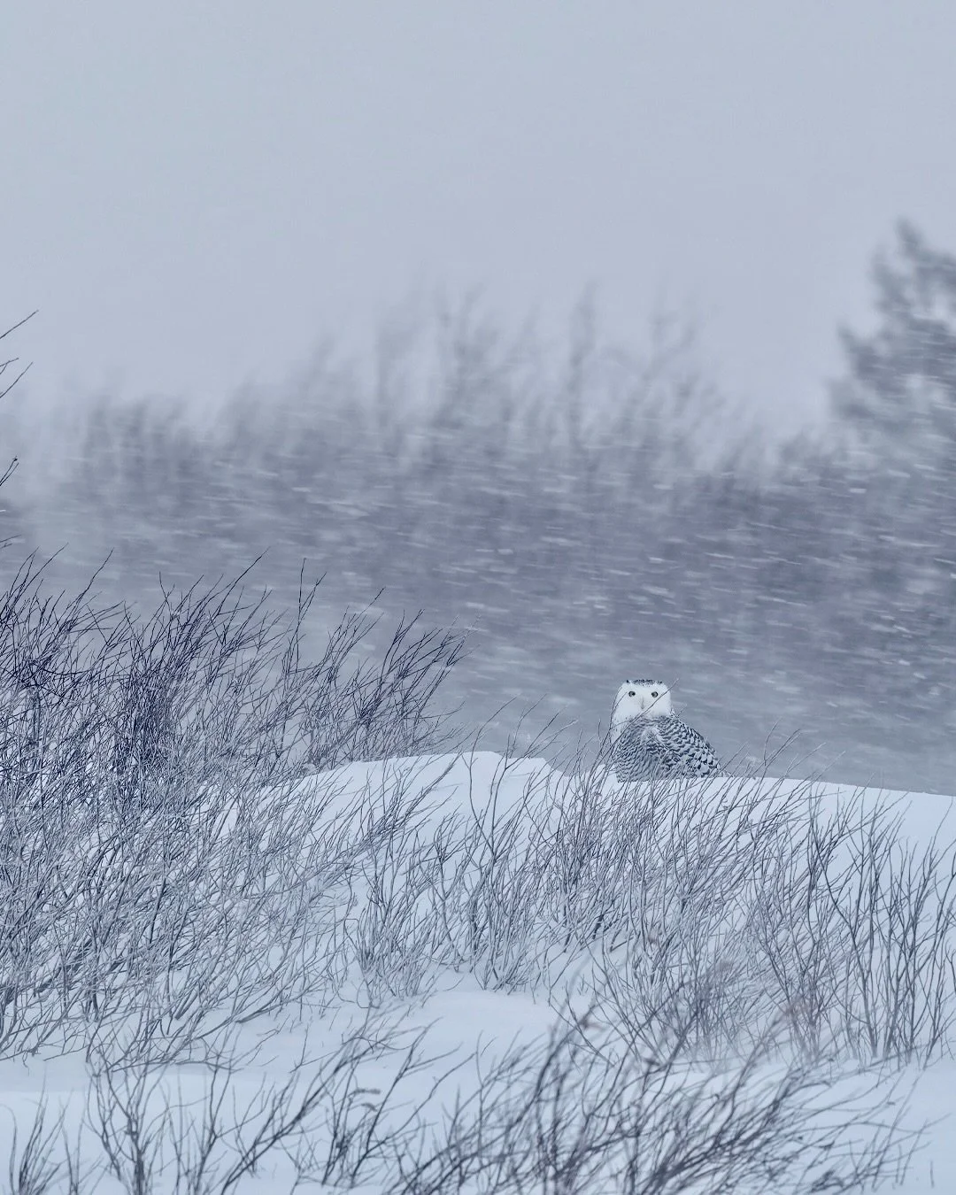 Winter doesn&rsquo;t shout its beauty &mdash; it whispers it.
In the middle of a snowstorm, this snowy owl becomes almost invisible, perfectly at home in the chaos.
Maybe the beauty of winter is learning to slow down enough to notice what&rsquo;s sof