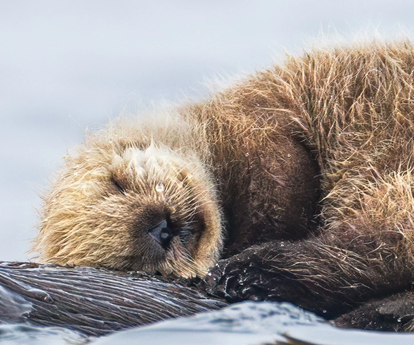 May you never be too grown up to search the skies on Christmas Eve. 🎅🏻

I'm sending a simple wish your way, that you find peace in your life and peace in your heart. 💛🕊️☮️. Merry Everything!  May your days be merry and bright. ☀️

#SeaOtter
#SeaO