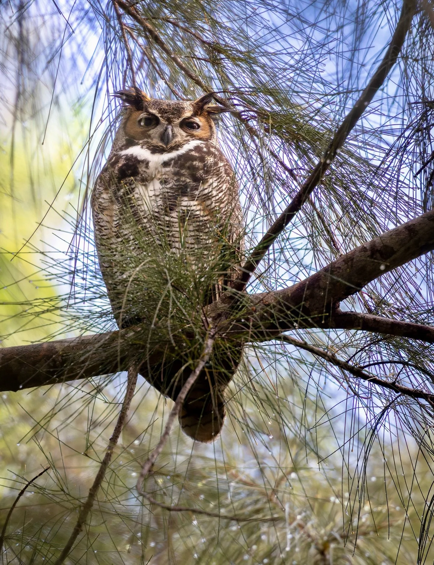 We ran across a mated pair of great horned owls on our photo outing this morning.  SWIPE 👉
#greathornedowl 
#mysouthfltoday
#florida_greatshots
#pureflorida
#junobeachpier
#jupitermagazine
#nautical_images
#raw_beaches
#raw_skies
#fantastic_earth
#b