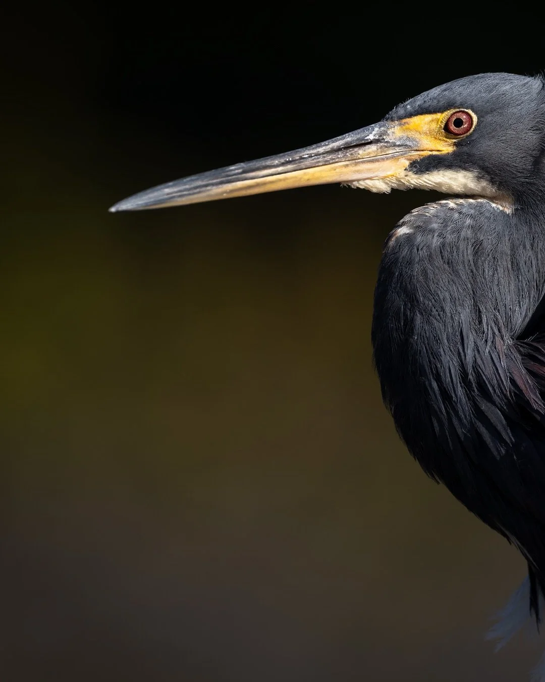 Cool, crisp early morning air.
That quiet moment when the first sunlight just kisses the feathers.
Dark backgrounds, soft light, and patient stillness&mdash;
the perfect ingredients for photographing Florida&rsquo;s wetlands at dawn.

This series fea
