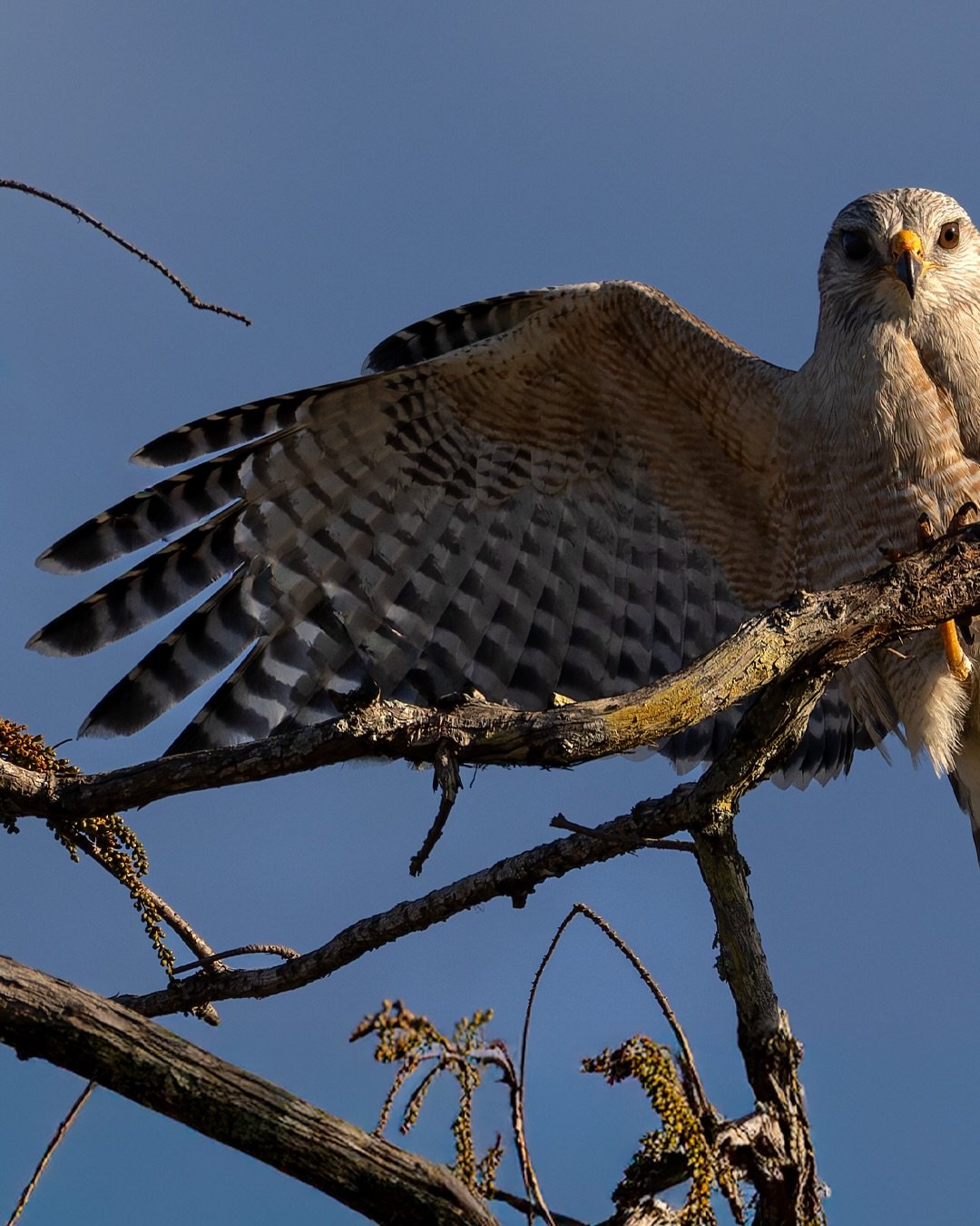 A Red-shouldered Hawk in full display will stop you every time. The light was just right, and those rufous tones lit up against the wetlands.

One of my favorite parts? Getting home, pulling these up on my screen, and zooming in on every single feath