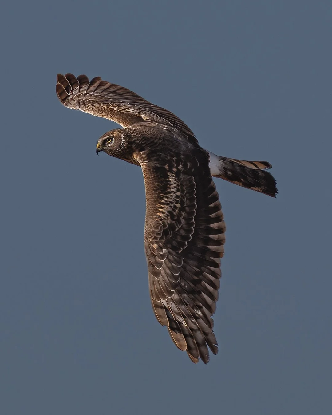 SWIPE 👉  Early morning in the Florida wetlands and this female Northern Harrier was working the marsh like a pro.

There&rsquo;s something so different about them. They don&rsquo;t soar high like most hawks &mdash; they fly low and slow, skimming ju