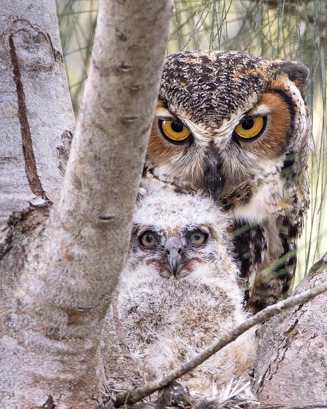 There&rsquo;s something powerful about watching a mother once the hunt is over. 🦉

This great horned owl had just fed her owlet, both of them resting high in their pine &mdash; but even in stillness, there&rsquo;s vigilance. 

I love these quiet, ho