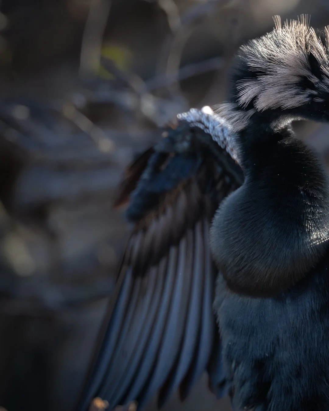 Four faces of the Florida wetlands.

An Anhinga, White Ibis, Red-shouldered Hawk, and Wood Stork&mdash;each one showing off richer tones and breeding plumage as spring unfolds across South Florida. Nature always knows when it&rsquo;s time to dress up