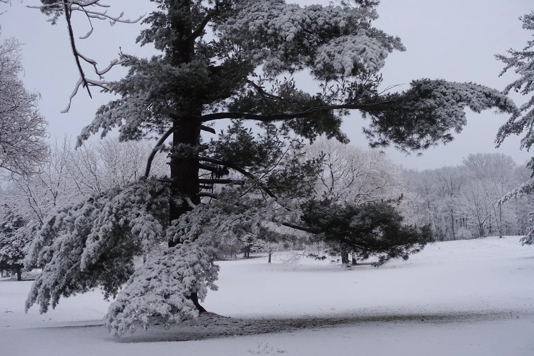 Clermont Winter Tree, Archival Print/Fine Art Paper, 17 x 22 or smaller