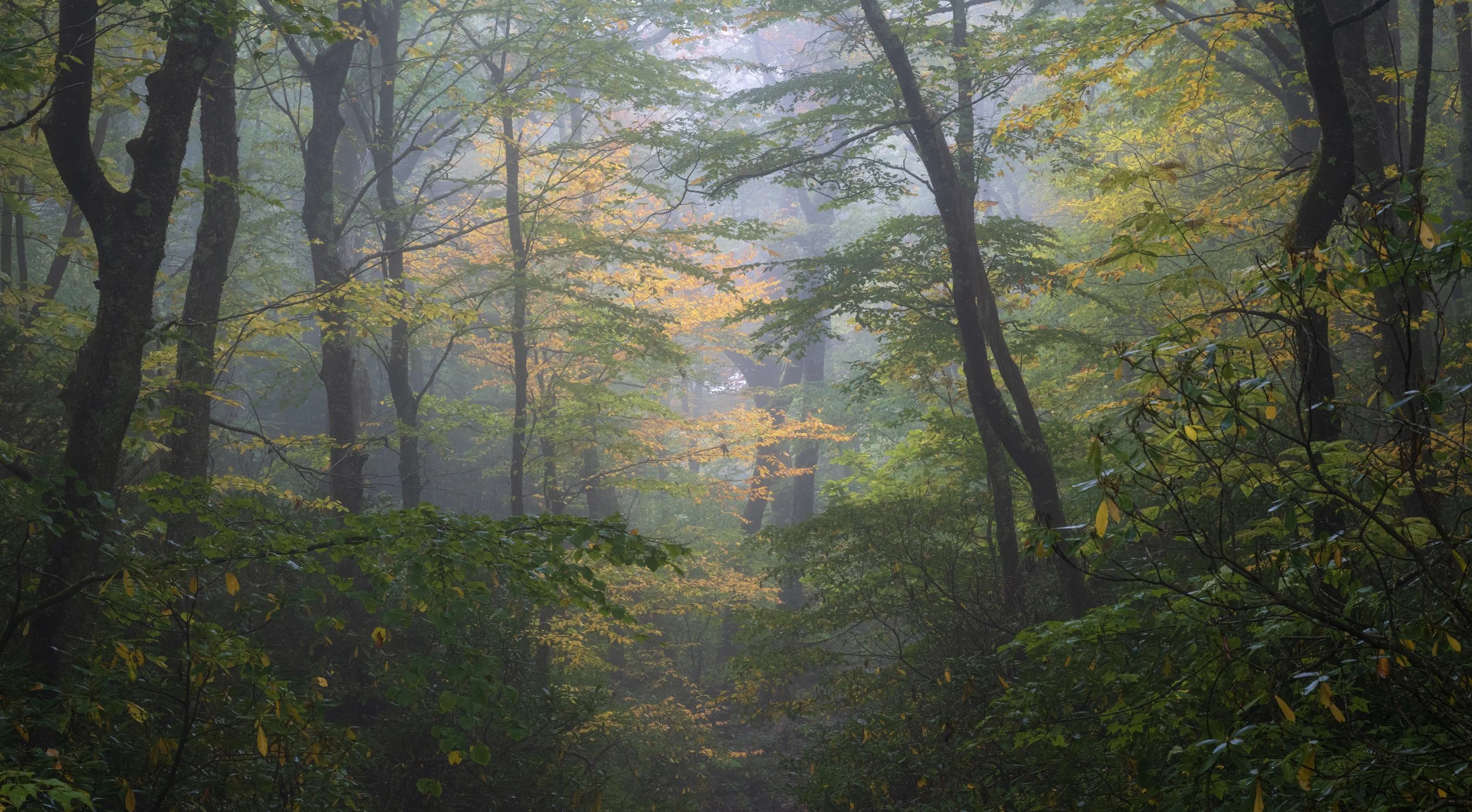tanawhafallcolor_oct26.jpg