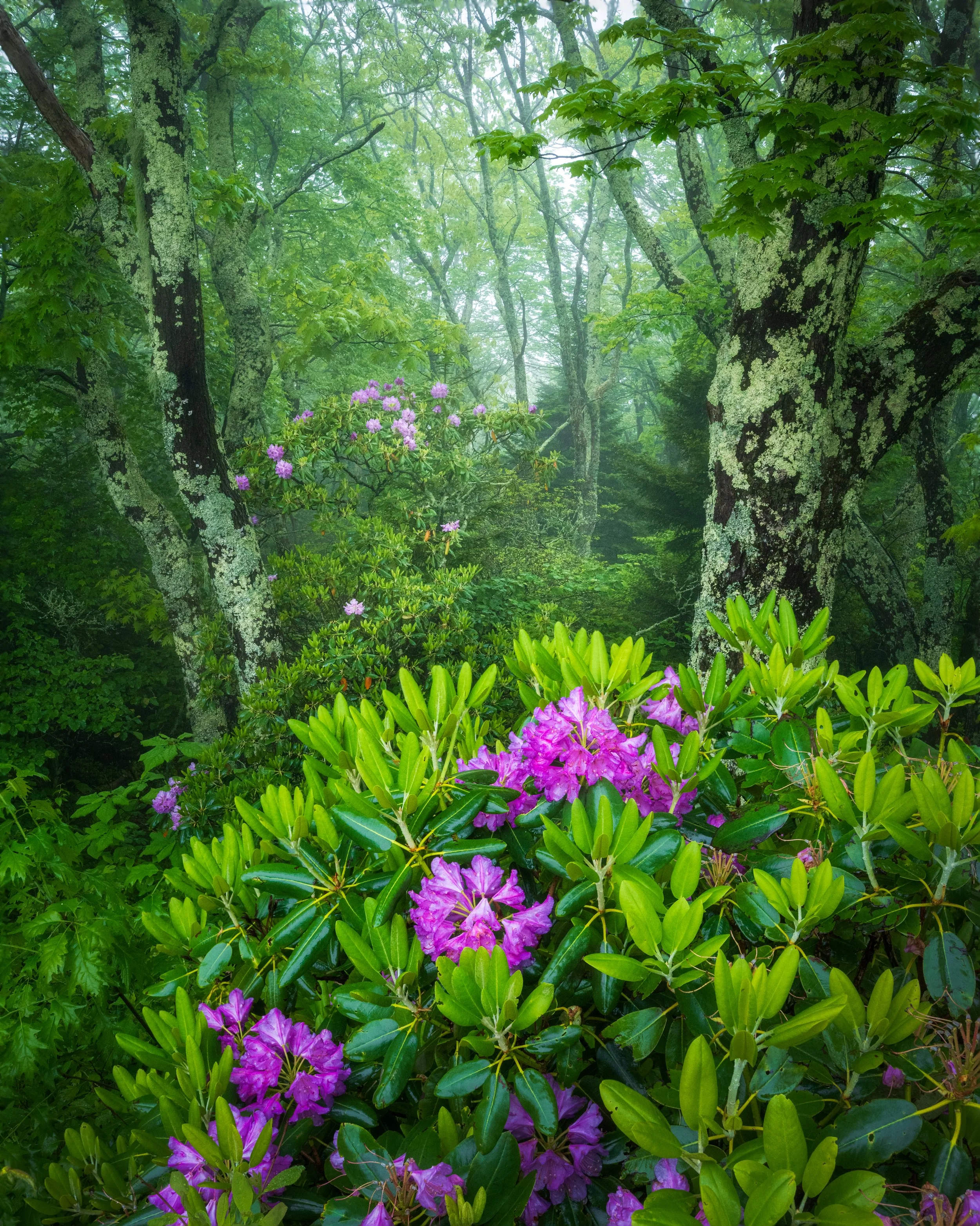 parkwayfoggyrhodowoodland-final-satboost.jpg