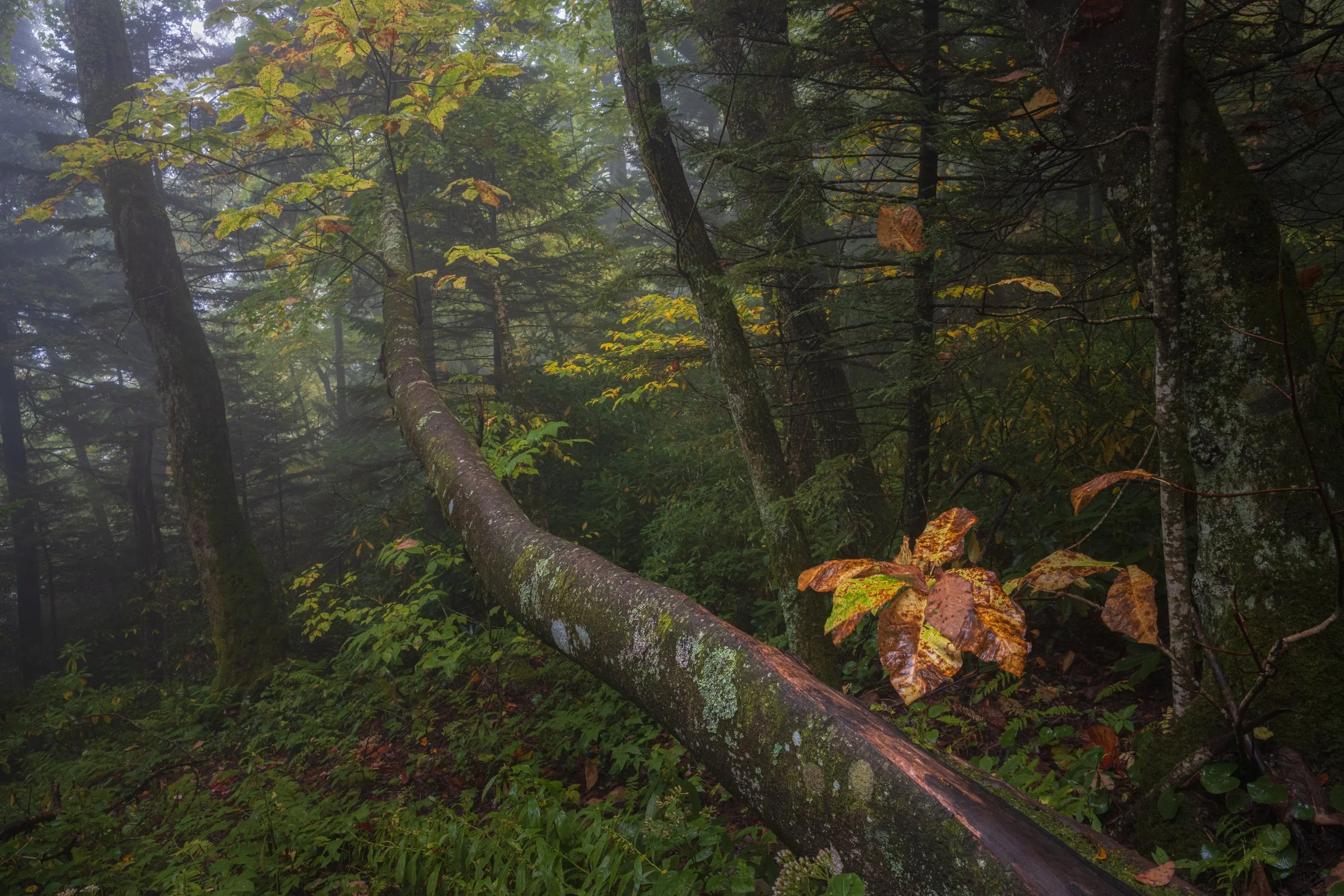 tanawhafallwoodland_oct26.jpg